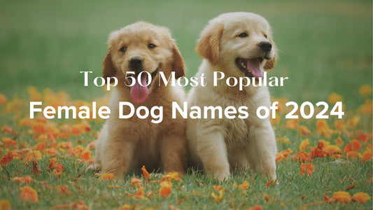 The Top 50 Most Popular Female Dog Names of 2024: Find the Perfect Name for Your New Pup