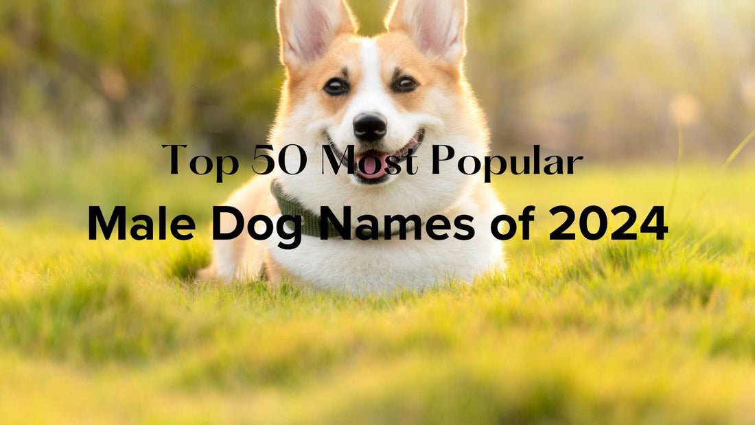The Top 50 Most Popular Male Dog Names of 2024: A Guide for New Dog Moms